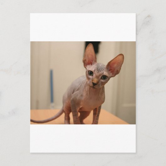 Cute sphynx kitten "Ik ben woedend, hè?" Briefkaart (Voorkant)