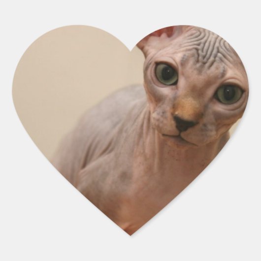Cute sphynx kitten "Ik ben woedend, hè?" Hart Sticker (Voorkant)