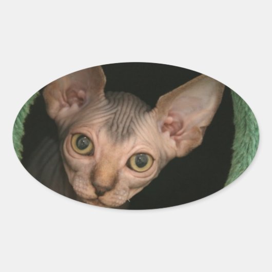 Cute sphynx kitten ovale sticker (Voorkant)