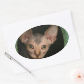 Cute sphynx kitten ovale sticker (Envelop)