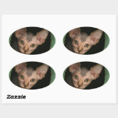 Cute sphynx kitten ovale sticker (Vel)