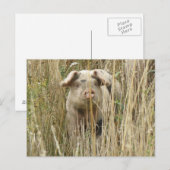 Cute Spotty Pig Briefkaart (Voorkant / Achterkant)