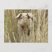 Cute Spotty Pig Briefkaart (Voorkant)