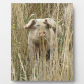 Cute Spotty Pig Plaque Fotoplaat (Voorkant)