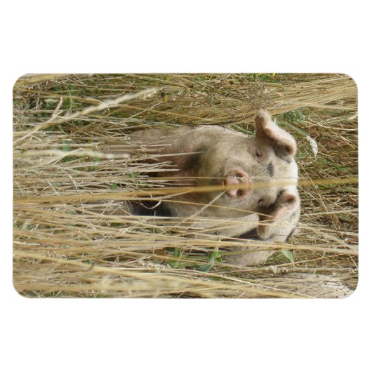 Cute Spotty Pig Premium Magnet Magneet (Horizontaal)