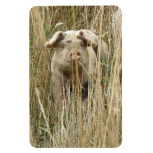Cute Spotty Pig Premium Magnet Magneet