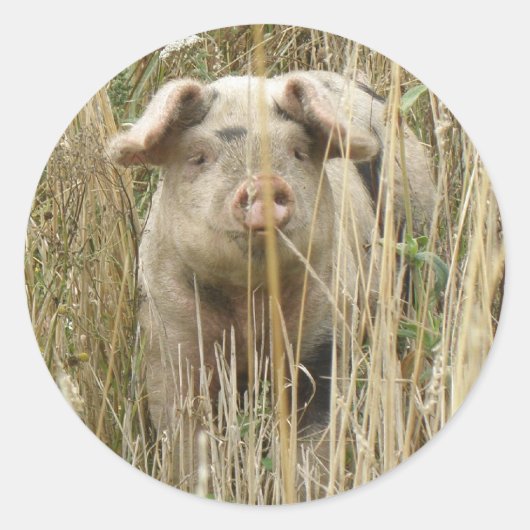 Cute Spotty Pig Sticker (Voorkant)