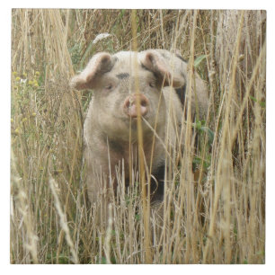 Cute Spotty Pig Tile Tegeltje