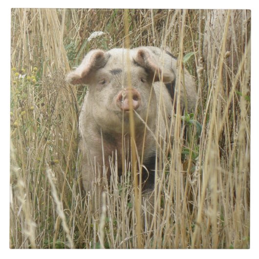 Cute Spotty Pig Tile Tegeltje (Voorkant)
