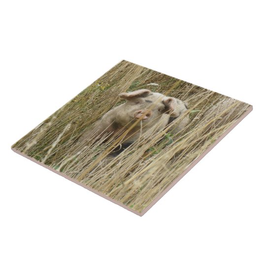 Cute Spotty Pig Tile Tegeltje (Zijkant)