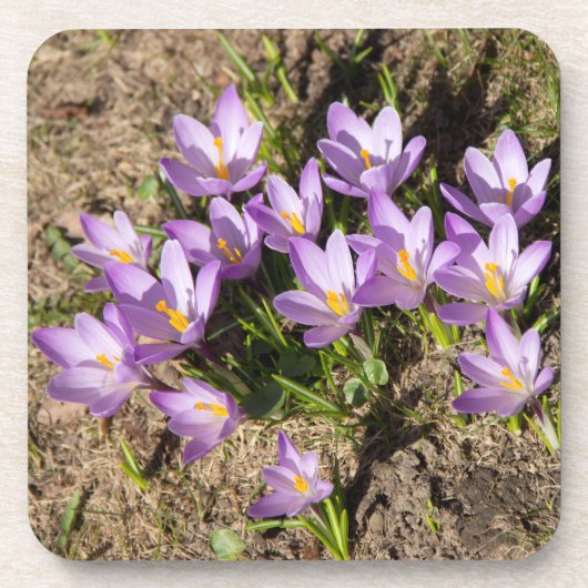 Cute spring crocuses bier onderzetter (Voorkant)