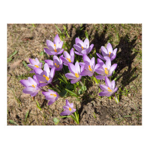 Cute spring crocuses foto afdruk