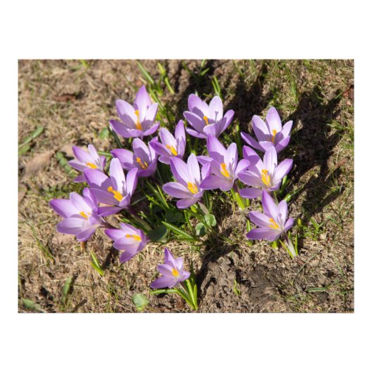 Cute spring crocuses foto afdruk (Voorkant)