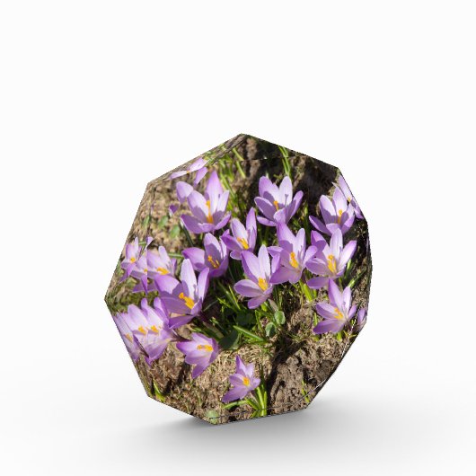 Cute spring crocuses fotoblokken (Links)