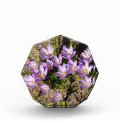 Cute spring crocuses fotoblokken (Voorkant)