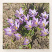 Cute spring crocuses glazen onderzetter (Voorkant)