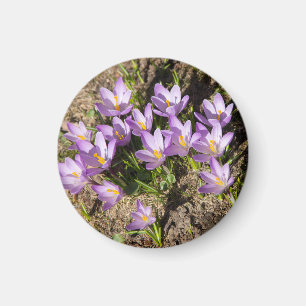 Cute spring crocuses magneet
