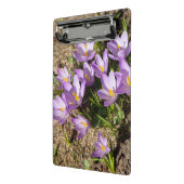 Cute spring crocuses mini klembord (Angled2)