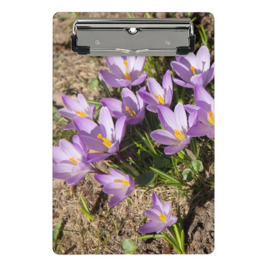 Cute spring crocuses mini klembord (Voorkant)