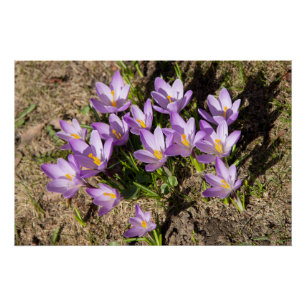 Cute spring crocuses perfect poster