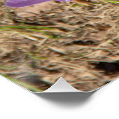 Cute spring crocuses perfect poster (Hoek)