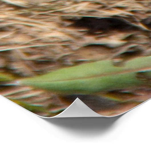 Cute spring crocuses poster (Hoek)