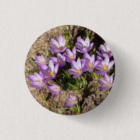 Cute spring crocuses ronde button 3,2 cm (Voorkant)