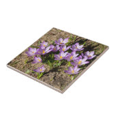 Cute spring crocuses tegeltje (Zijkant)