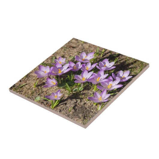 Cute spring crocuses tegeltje (Zijkant)