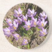 Cute spring crocuses zandsteen onderzetter (Voorkant)