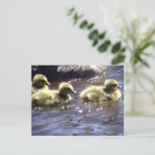 Cute Spring Goslings Baby gans Swimming Briefkaart (Staand voorkant)