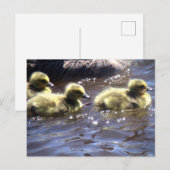 Cute Spring Goslings Baby gans Swimming Briefkaart (Voorkant / Achterkant)