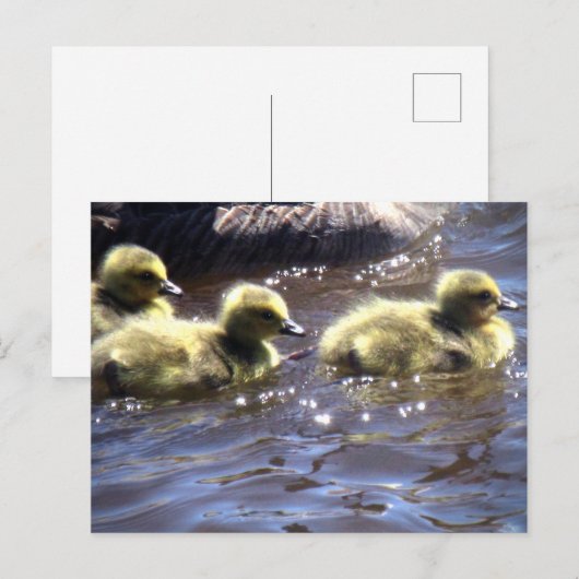 Cute Spring Goslings Baby gans Swimming Briefkaart (Voorkant / Achterkant)