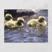 Cute Spring Goslings Baby gans Swimming Briefkaart (Voorkant)