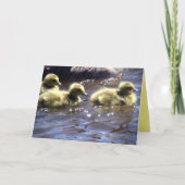 Cute Spring Goslings Baby gans Swimming Kaart (Voorkant)