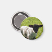 Cute Spring Lamb Magneet (Voorkant / Achterkant)