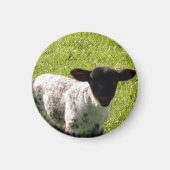 Cute Spring Lamb Magneet (Voorkant)
