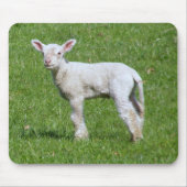 Cute Spring Lamb Muismat (Voorkant)