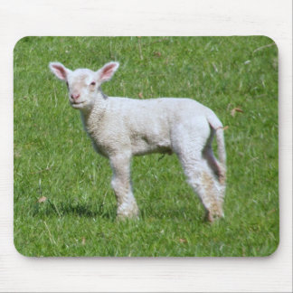 Cute Spring Lamb Muismat