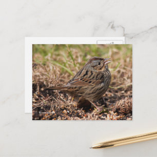 Cute Spunky Lincoln's Sparrow Songbird Briefkaart