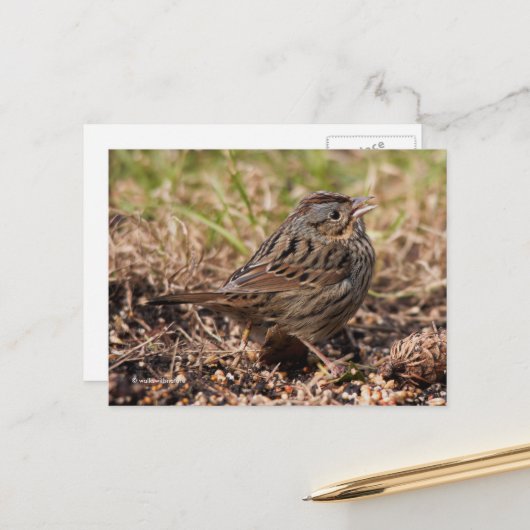 Cute Spunky Lincoln's Sparrow Songbird Briefkaart (Voorkant / Achterkant in situ)