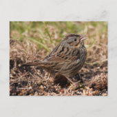 Cute Spunky Lincoln's Sparrow Songbird Briefkaart (Voorkant)