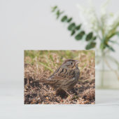 Cute Spunky Lincoln's Sparrow Songbird Briefkaart (Staand voorkant)