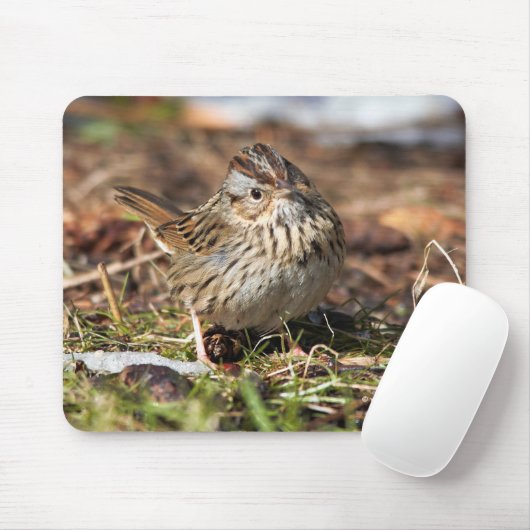 Cute Spunky Lincoln's Sparrow Songbird Muismat (Met muis)