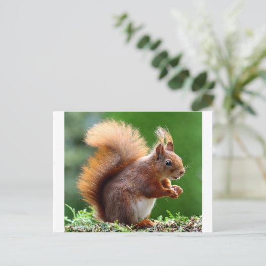 Cute Squirrel Afbeelding Briefkaart (Staand voorkant)