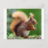 Cute Squirrel Afbeelding Briefkaart (Voorkant)