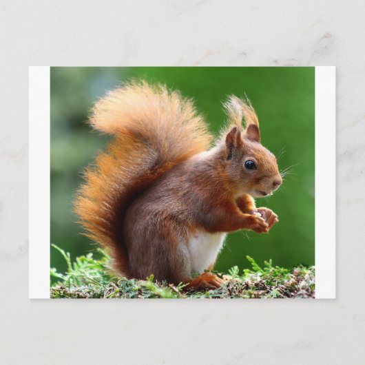 Cute Squirrel Afbeelding Briefkaart (Voorkant)