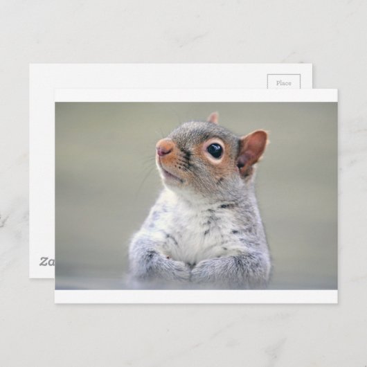 Cute Squirrel Briefkaart (Voorkant / Achterkant)