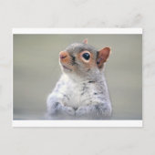 Cute Squirrel Briefkaart (Voorkant)