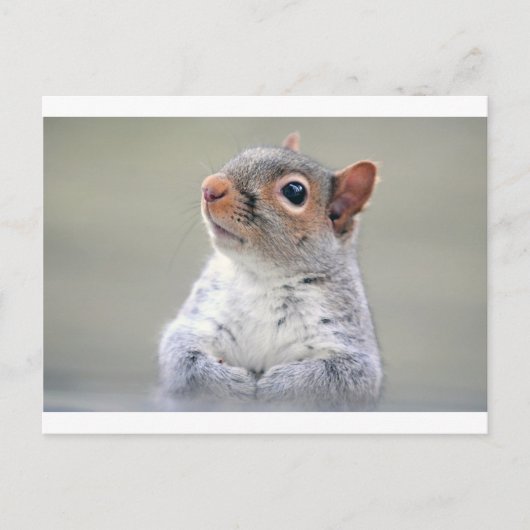 Cute Squirrel Briefkaart (Voorkant)